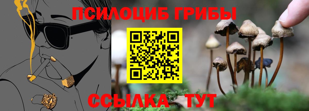 Галлюциногенные грибы Psilocybe Курчалой